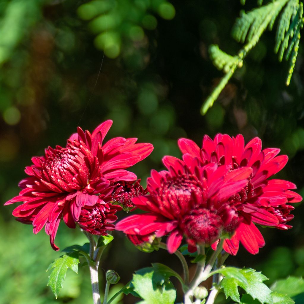Chrysanthemum indicum Herbstrubin - Tuinchrysant