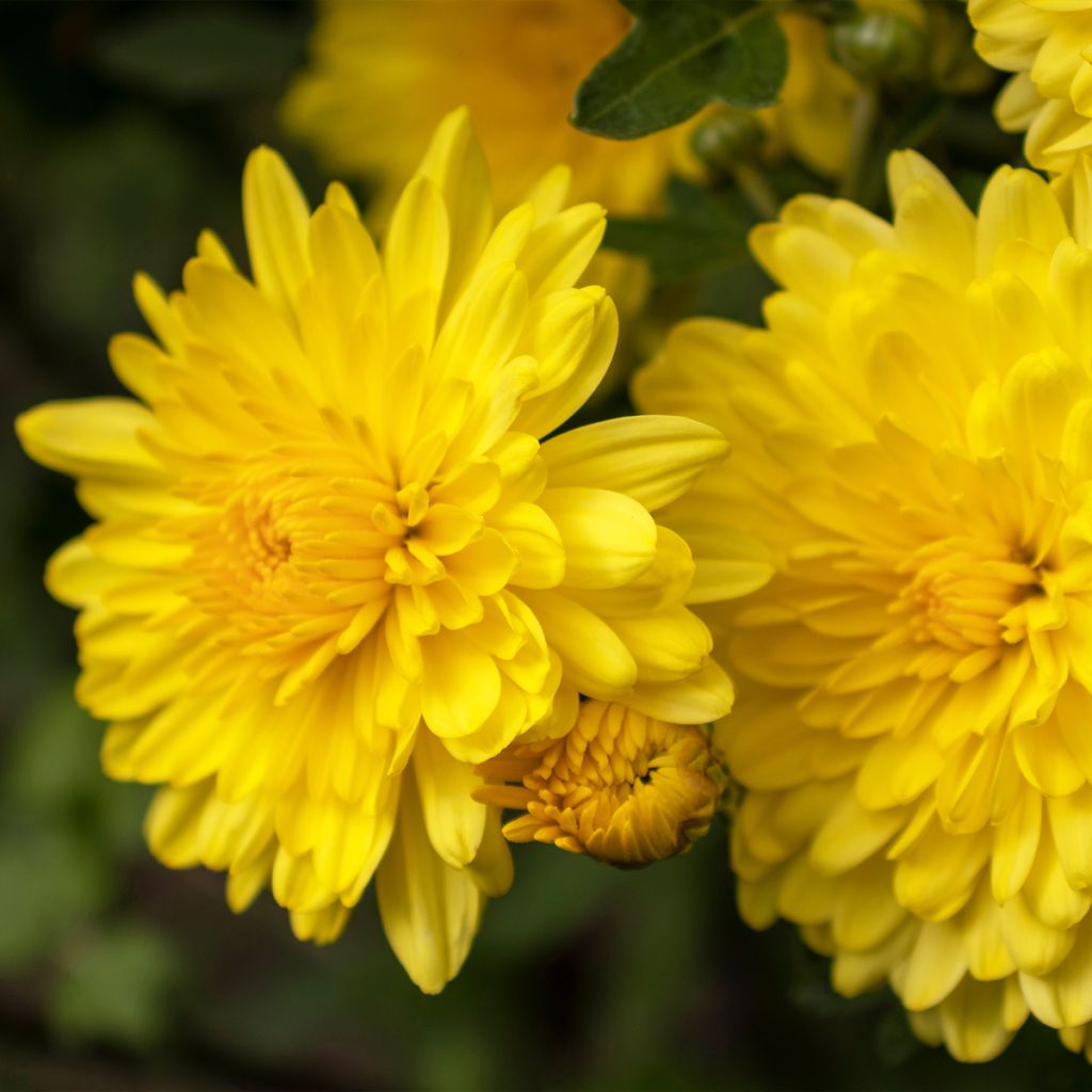 Chrysanthemum indicum Nantyderry Sunshine - Tuinchrysant