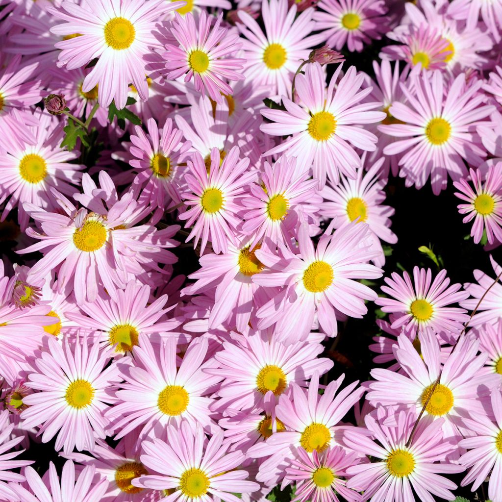 Chrysanthemum rubellum Clara Curtis - Herfstchrysant