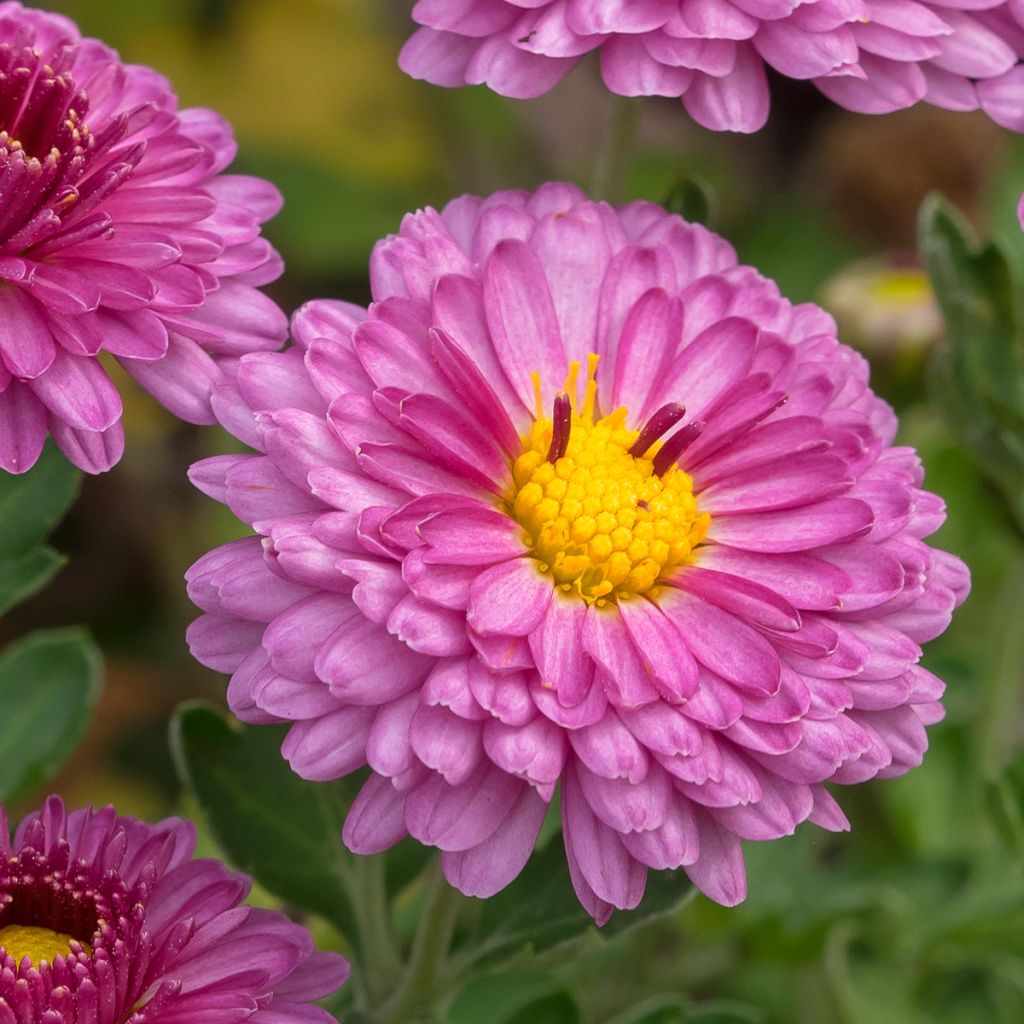 Chrysanthemum indicum Anastasia - Tuinchrysant