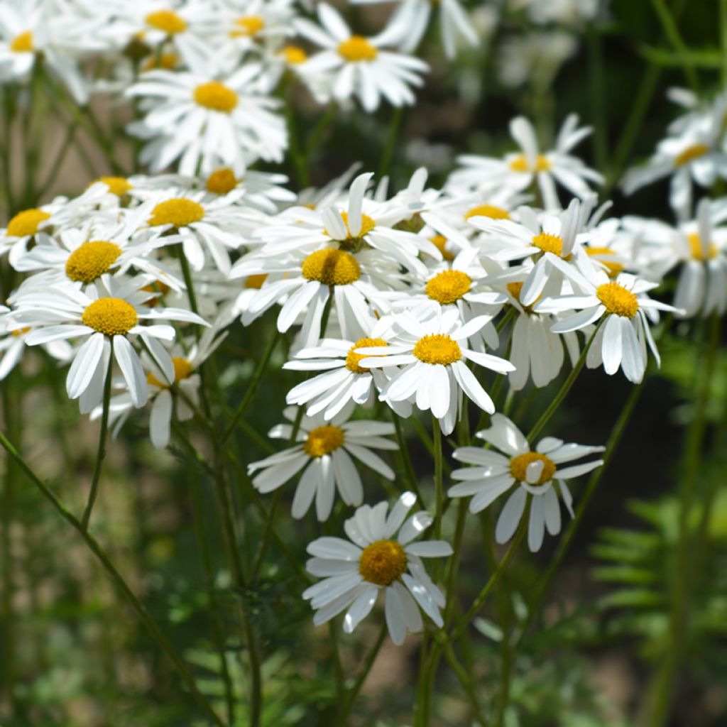 Tanacetum corymbosum - Wormkruid