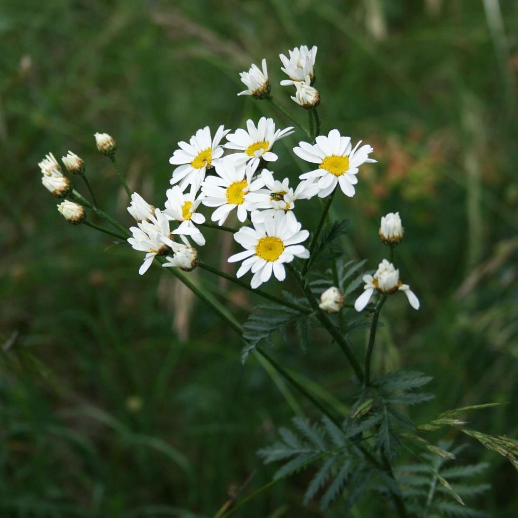 Chrysanthemum corymbosum