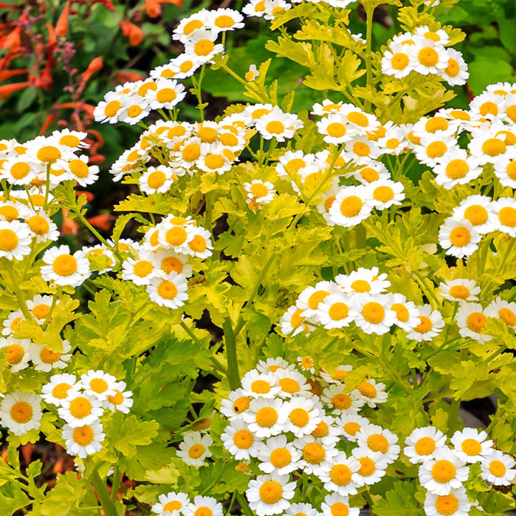Chrysanthemum parthenium Aureum - Moederkruid