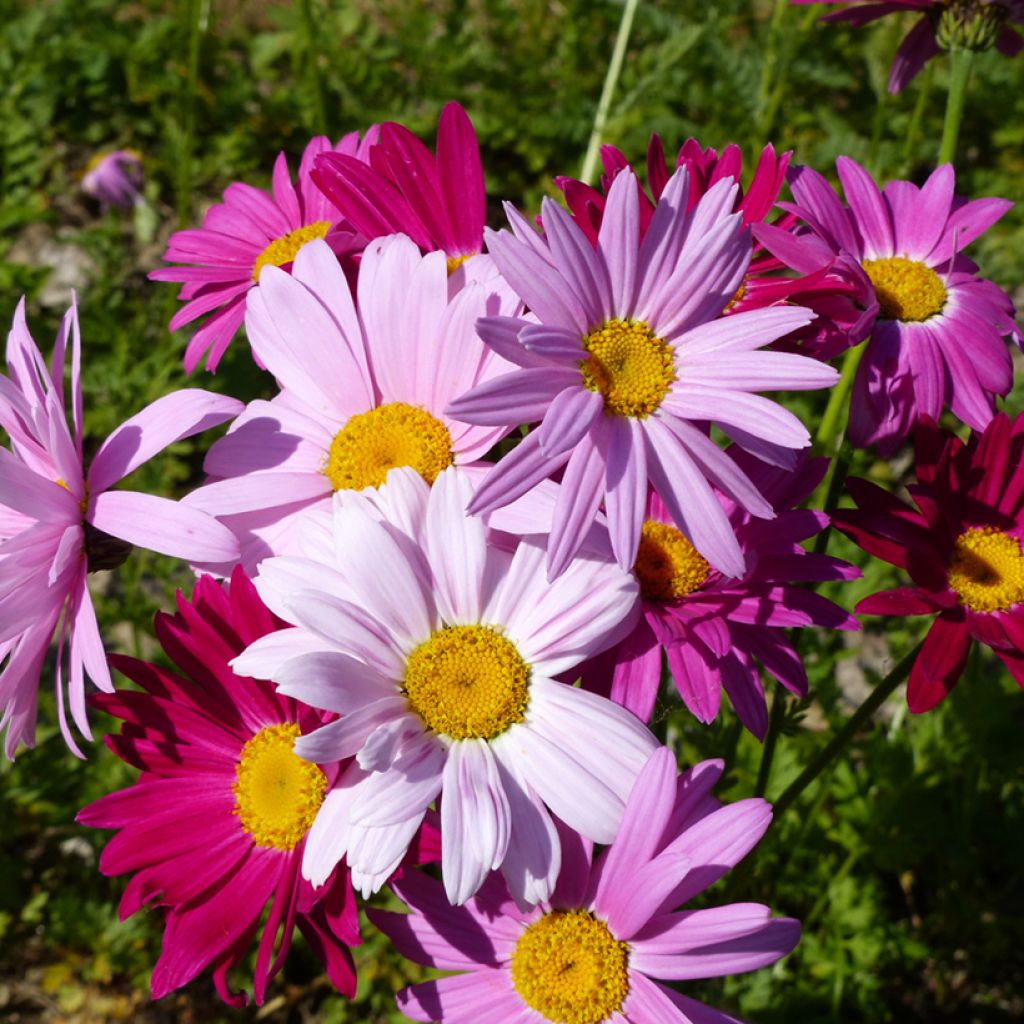 Chrysanthemum coccineum Robinson's Giants (zaad) - Wormkruid