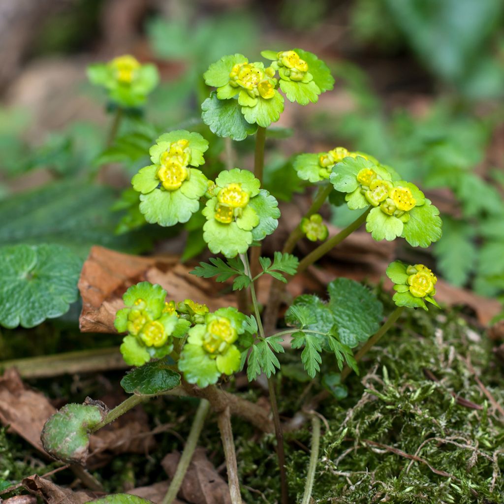 Chrysosplenium alternifolium - Verspreidbladig goudveil