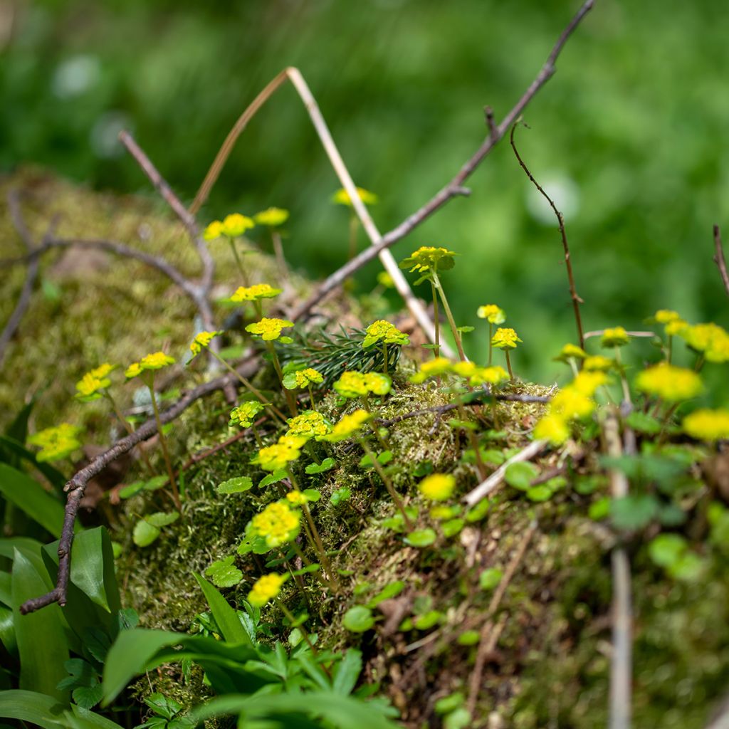 Chrysosplenium alternifolium - Verspreidbladig goudveil