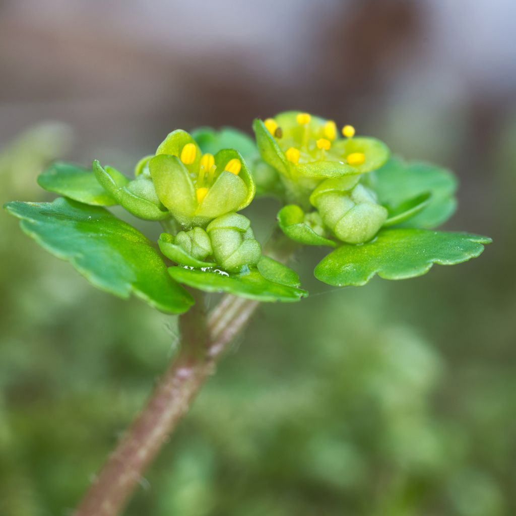 Chrysosplenium alternifolium - Verspreidbladig goudveil