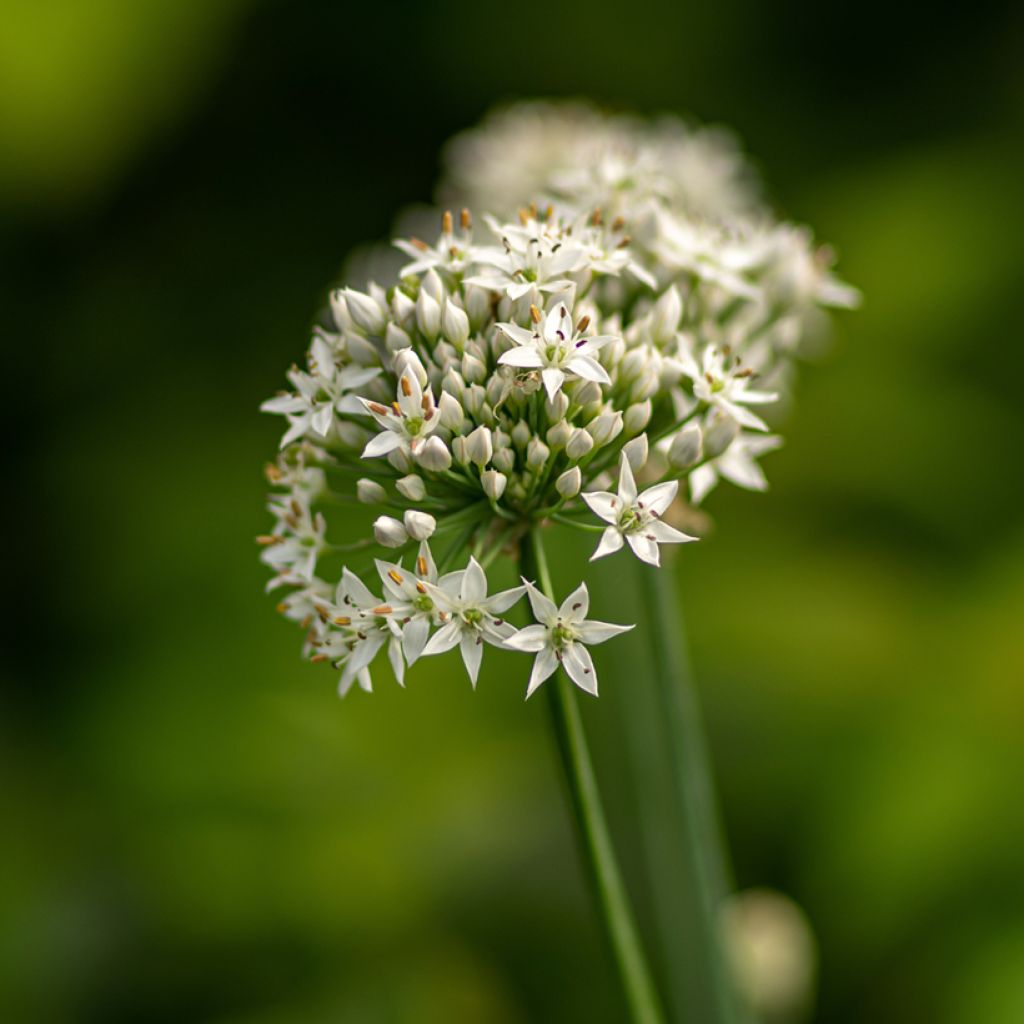Allium ramosum - Chinese bieslook