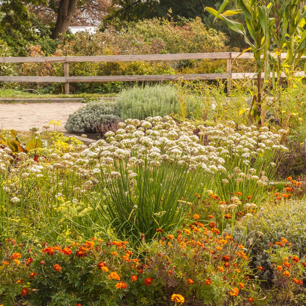 Allium ramosum - Chinese bieslook