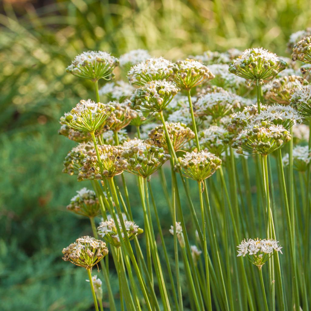 Allium ramosum - Chinese bieslook