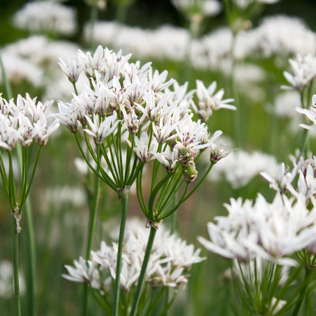 Allium ramosum - Chinese bieslook