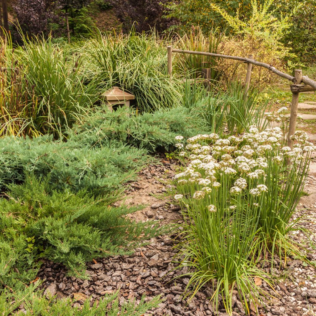 Allium ramosum - Chinese bieslook