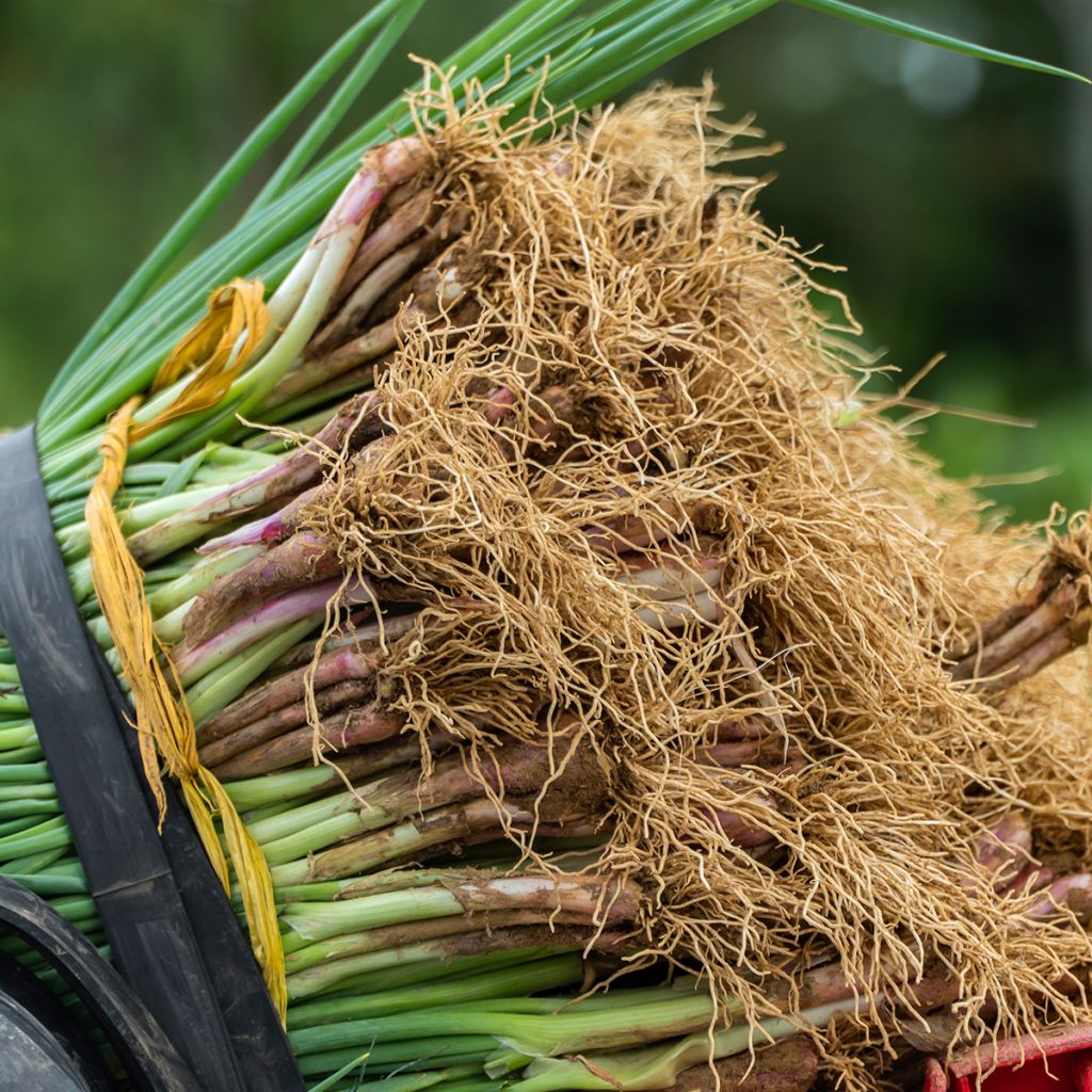 Rode bieslook Rouge - Allium fistulosum