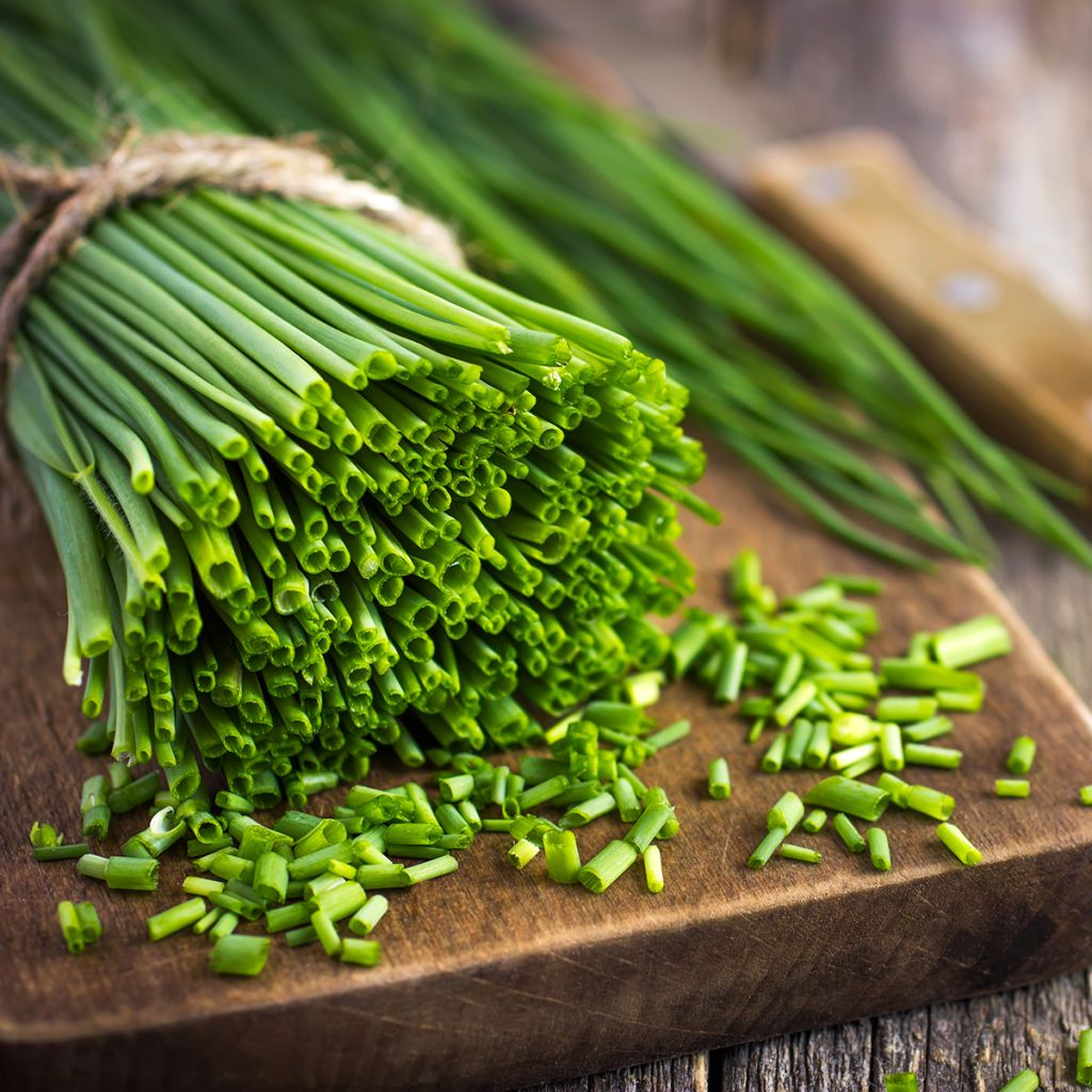 Bieslook Appétits - Allium schoenoprasum