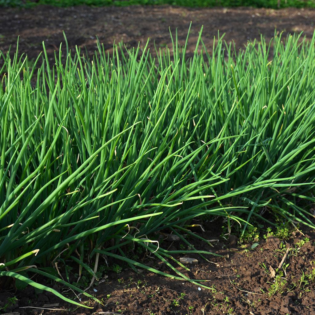 Bieslook Appétits - Allium schoenoprasum
