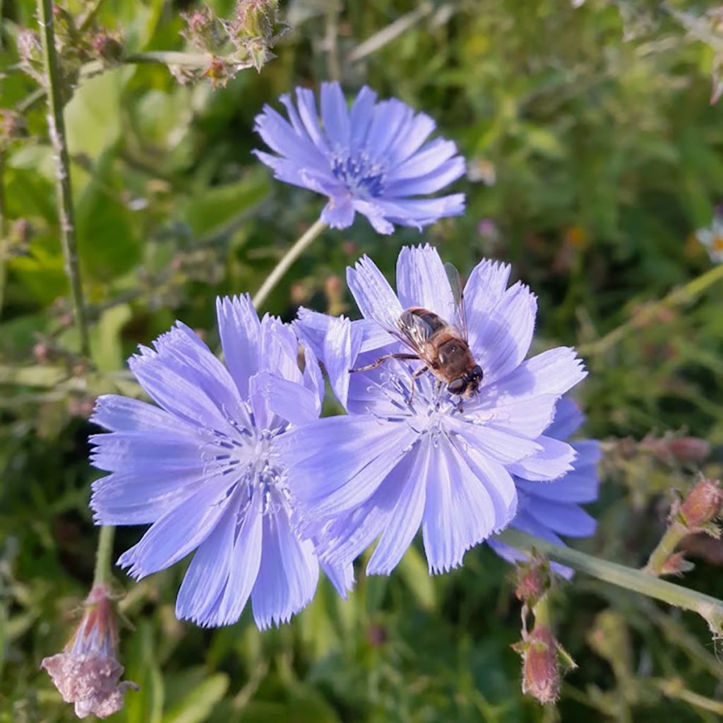 Cichorium intybus - Wilde cichorei