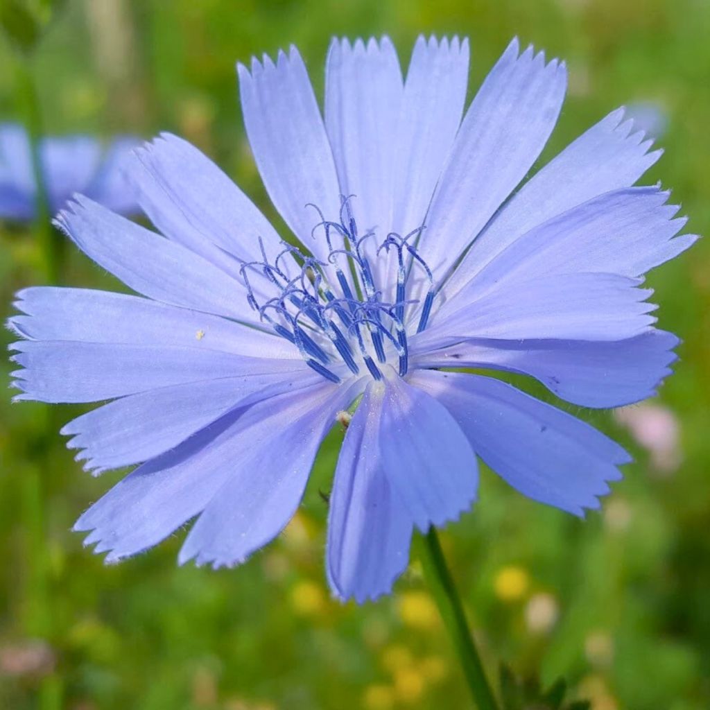 Cichorium intybus - Wilde cichorei