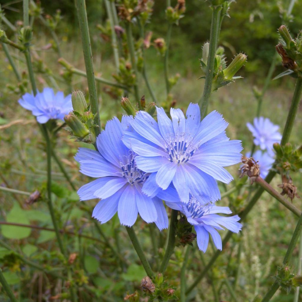 Cichorium intybus - Chicorée sauvage