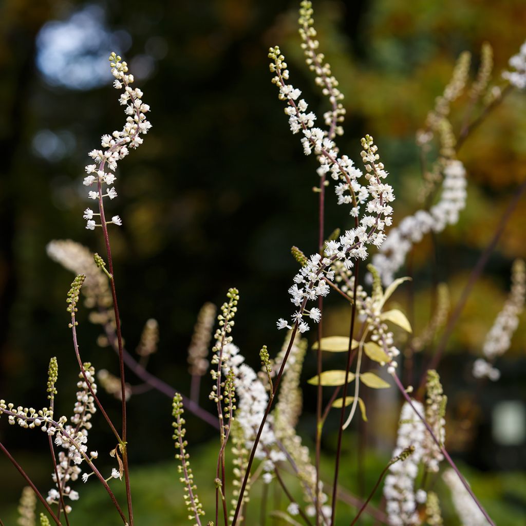 Actaea racemosa - Zwarte zilverkaars