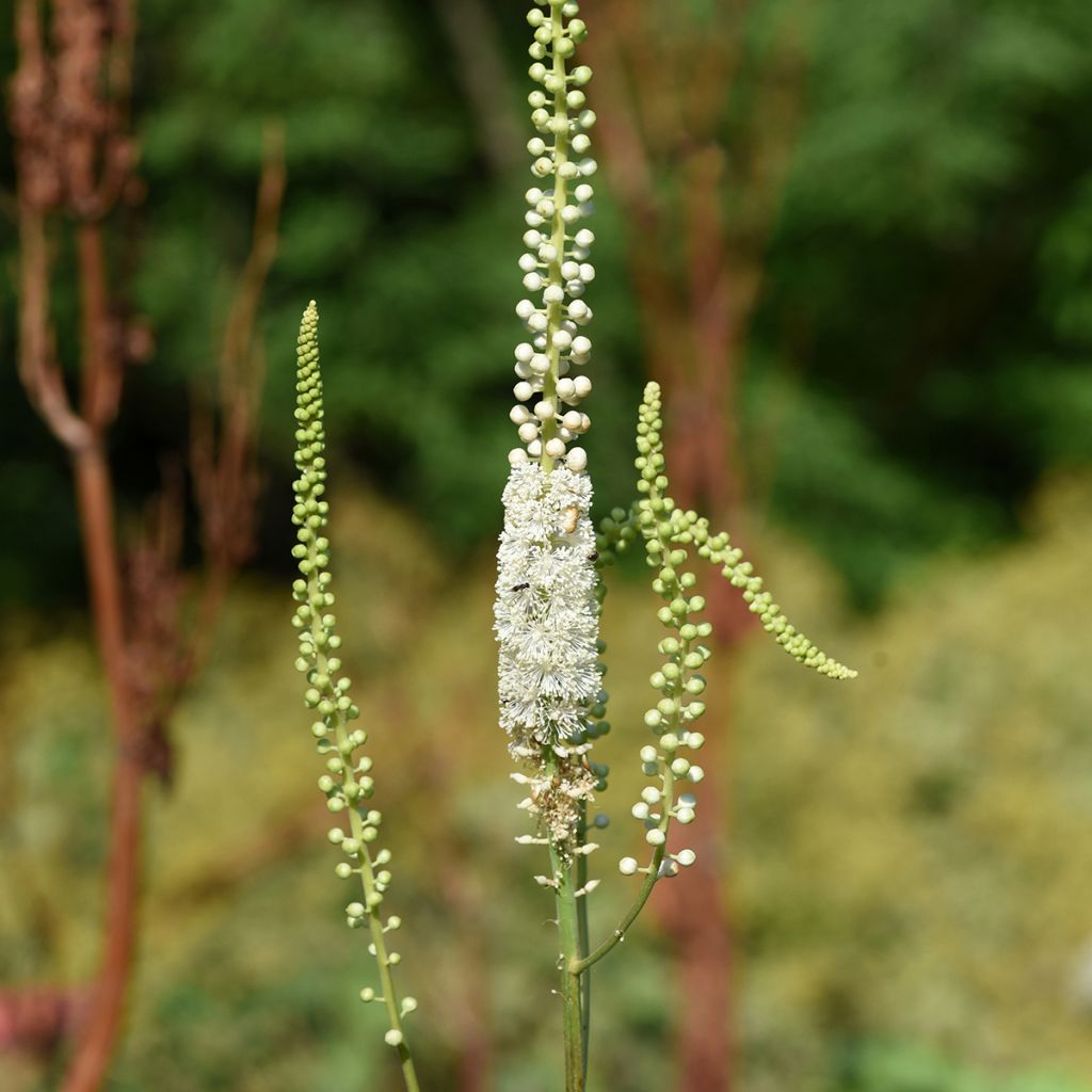 Actaea racemosa - Zwarte zilverkaars
