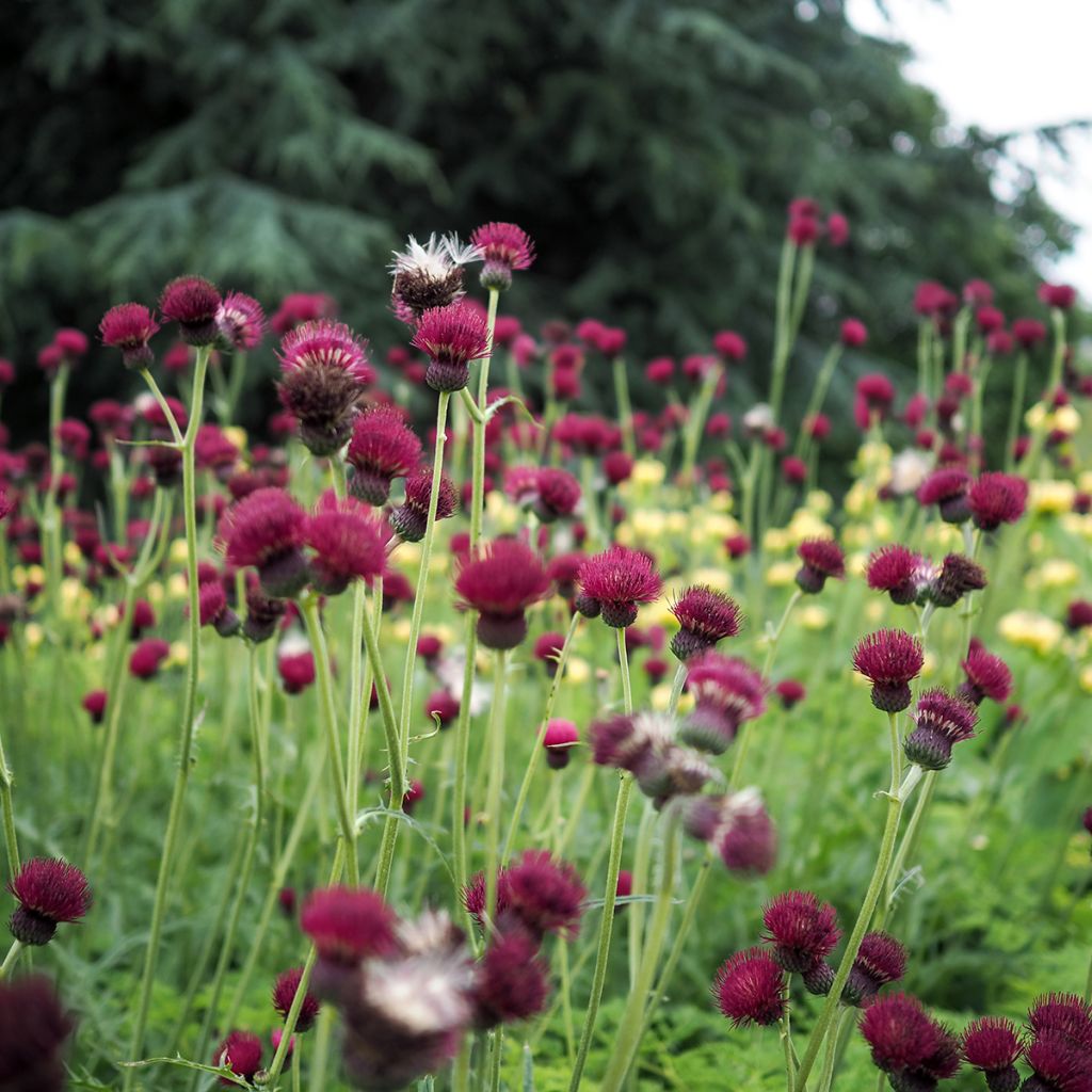 Cirsium rivulare Atropurpureum - Beekdistel