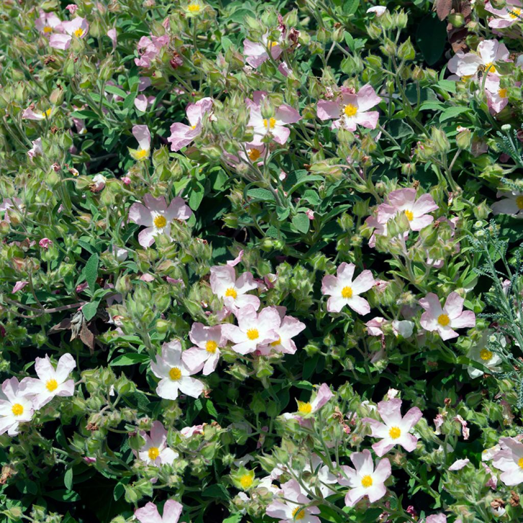 Cistus argenteus Silver Pink - Rotsroos