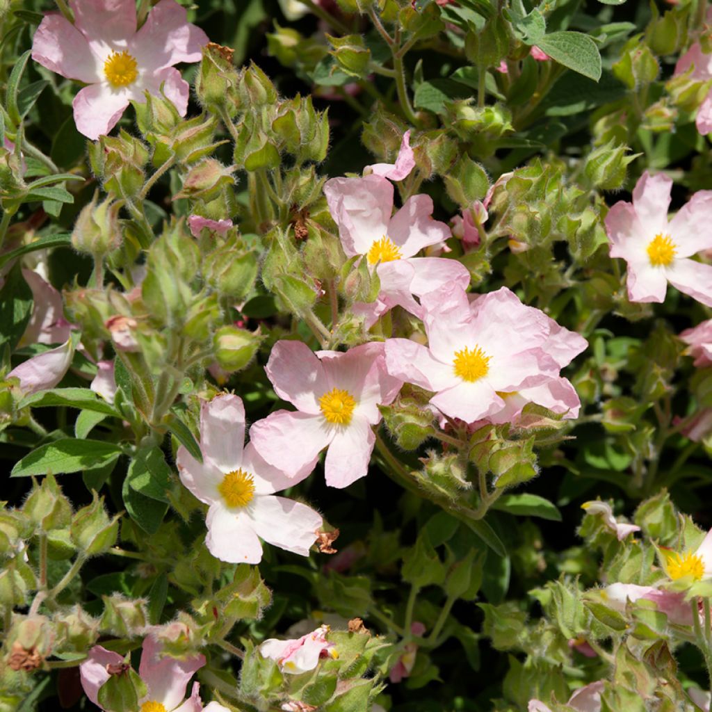 Cistus argenteus Silver Pink - Rotsroos