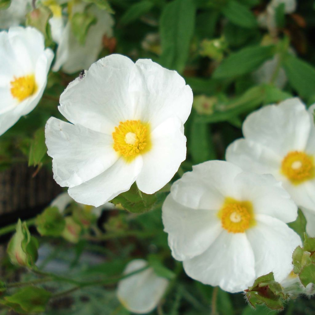 Cistus monspeliensis - Rotsroos