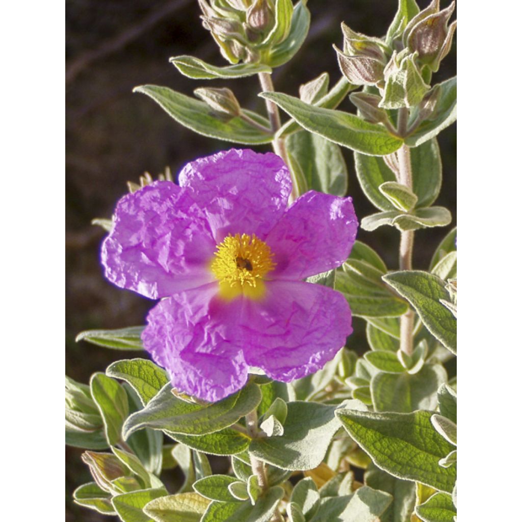 Cistus albidus - Rotsroos