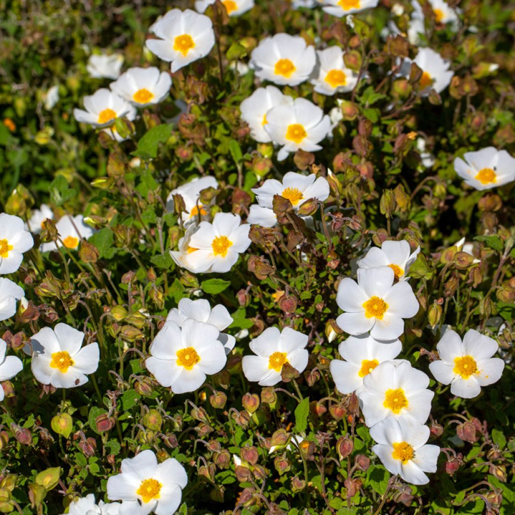 Cistus corbariensis - Rotsroos