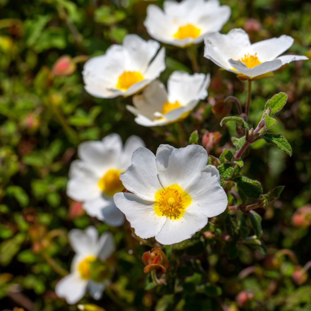 Cistus corbariensis - Rotsroos