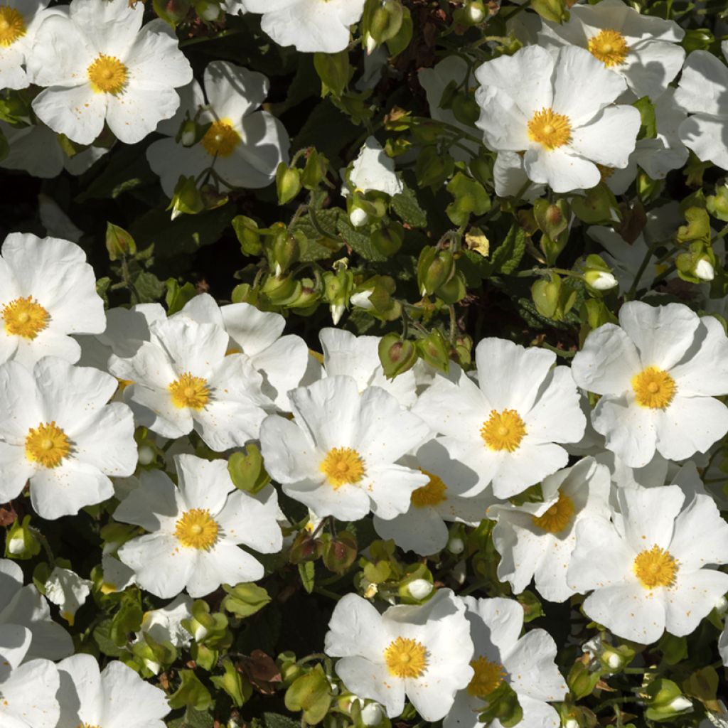 Cistus corbariensis - Rotsroos