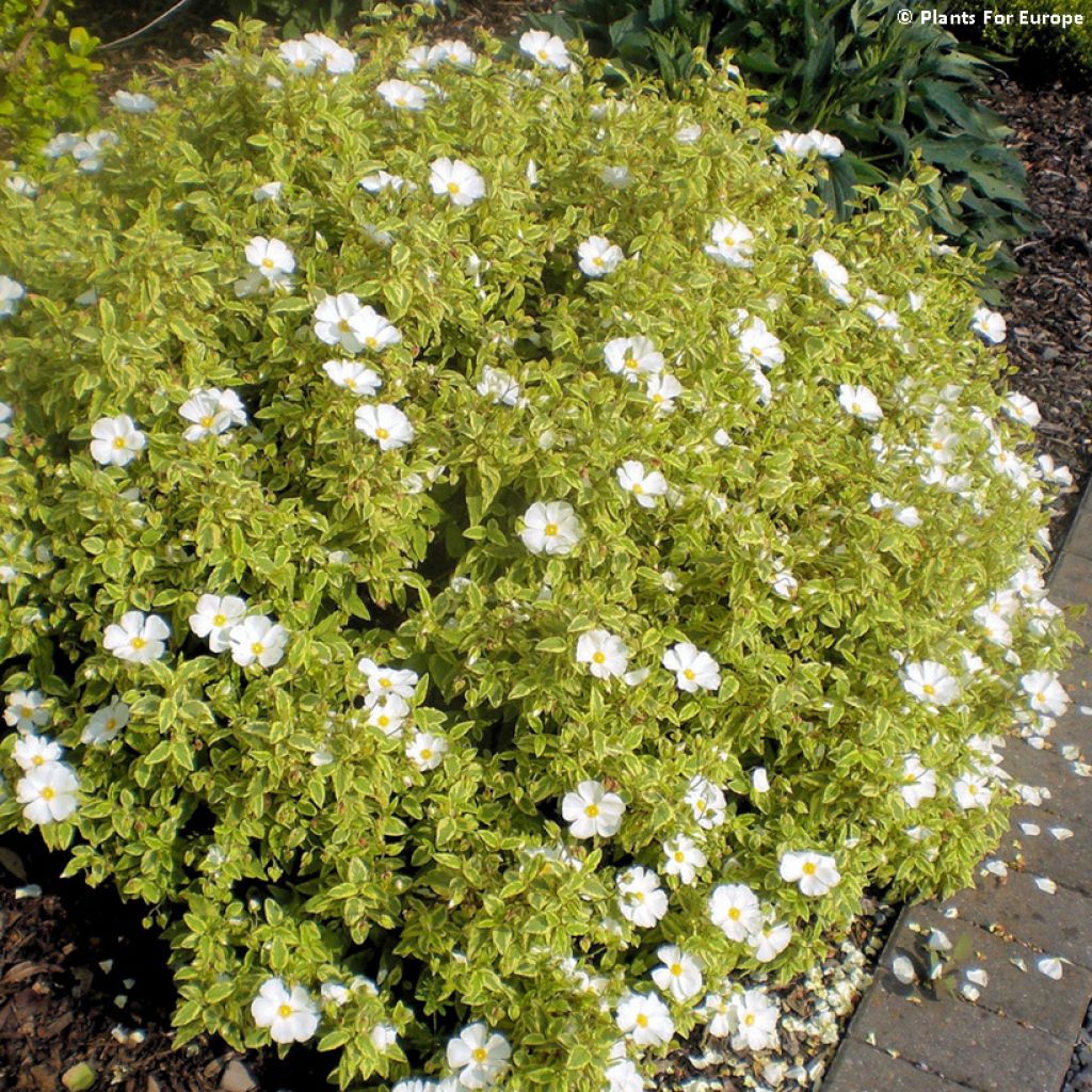 Cistus corbariensis Little Miss Sunshine - Ciste des Corbières
