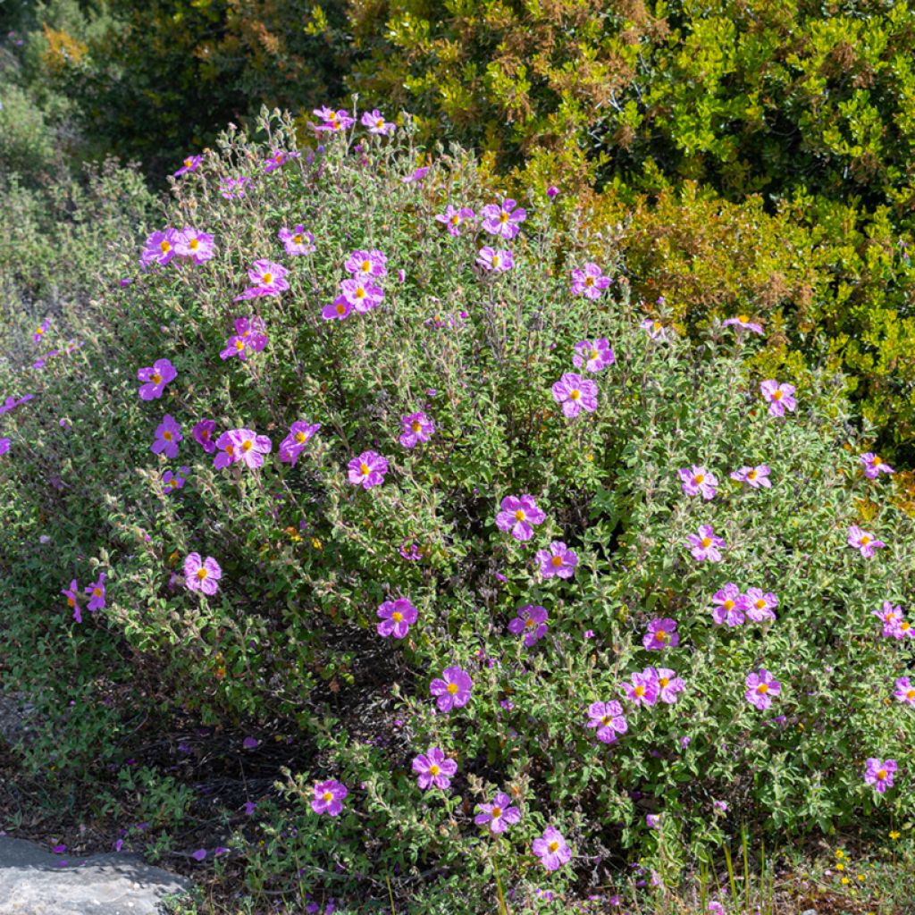 Cistus creticus - Rotsroos