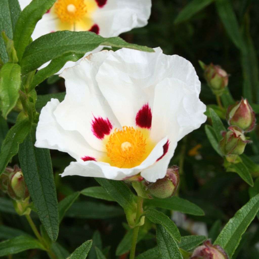 Cistus dansereaui Jenkyn Place - Rotsroos