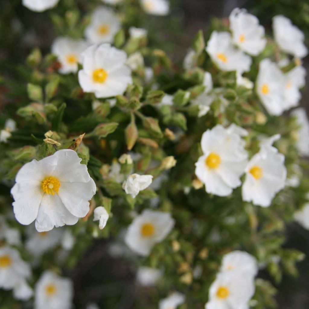 Cistus monspeliensis - Rotsroos