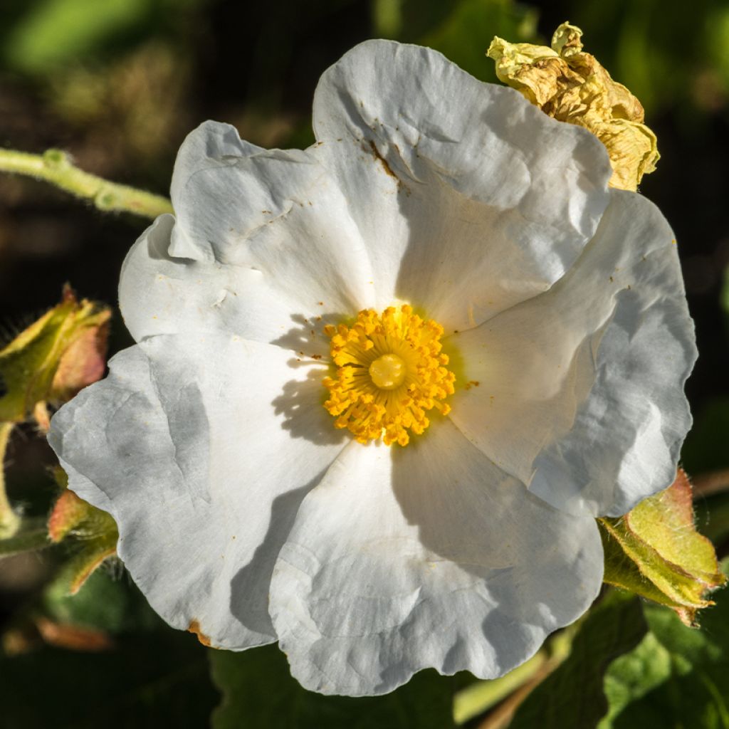 Cistus populifolius - Rotsroos