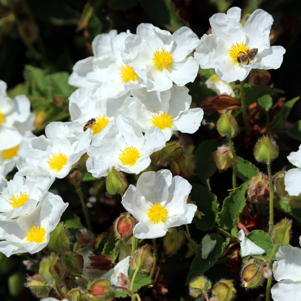 Cistus populifolius - Rotsroos