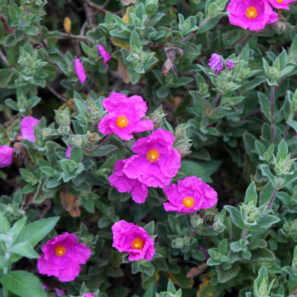 Cistus pulverulentus - Rotsroos
