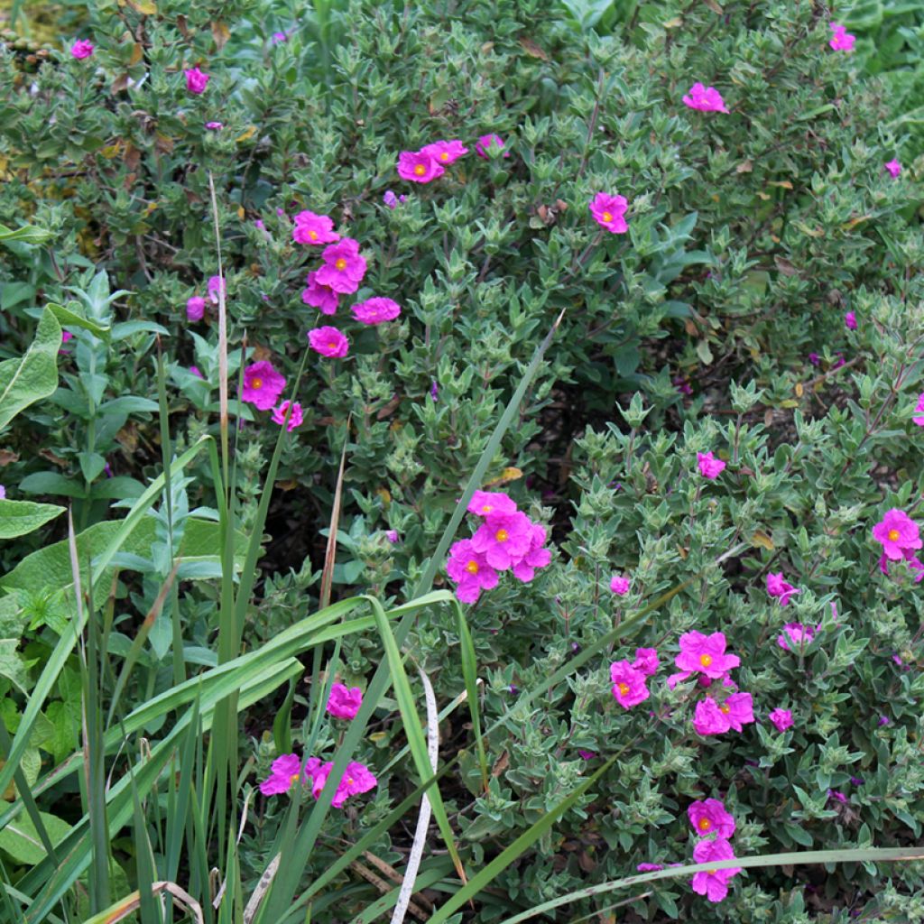 Cistus pulverulentus - Rotsroos