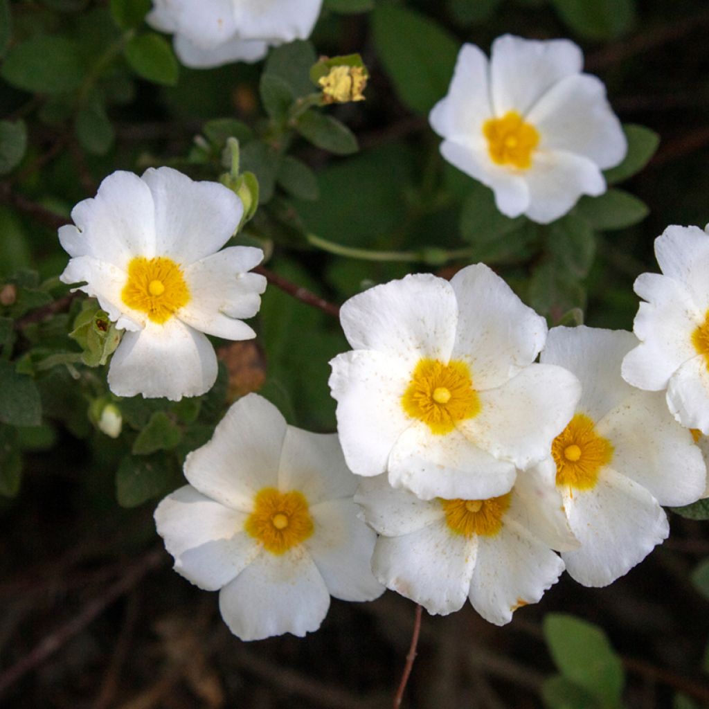 Cistus salviifolius - Rotsroos