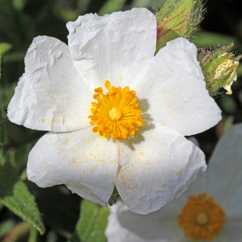 Cistus salviifolius - Rotsroos