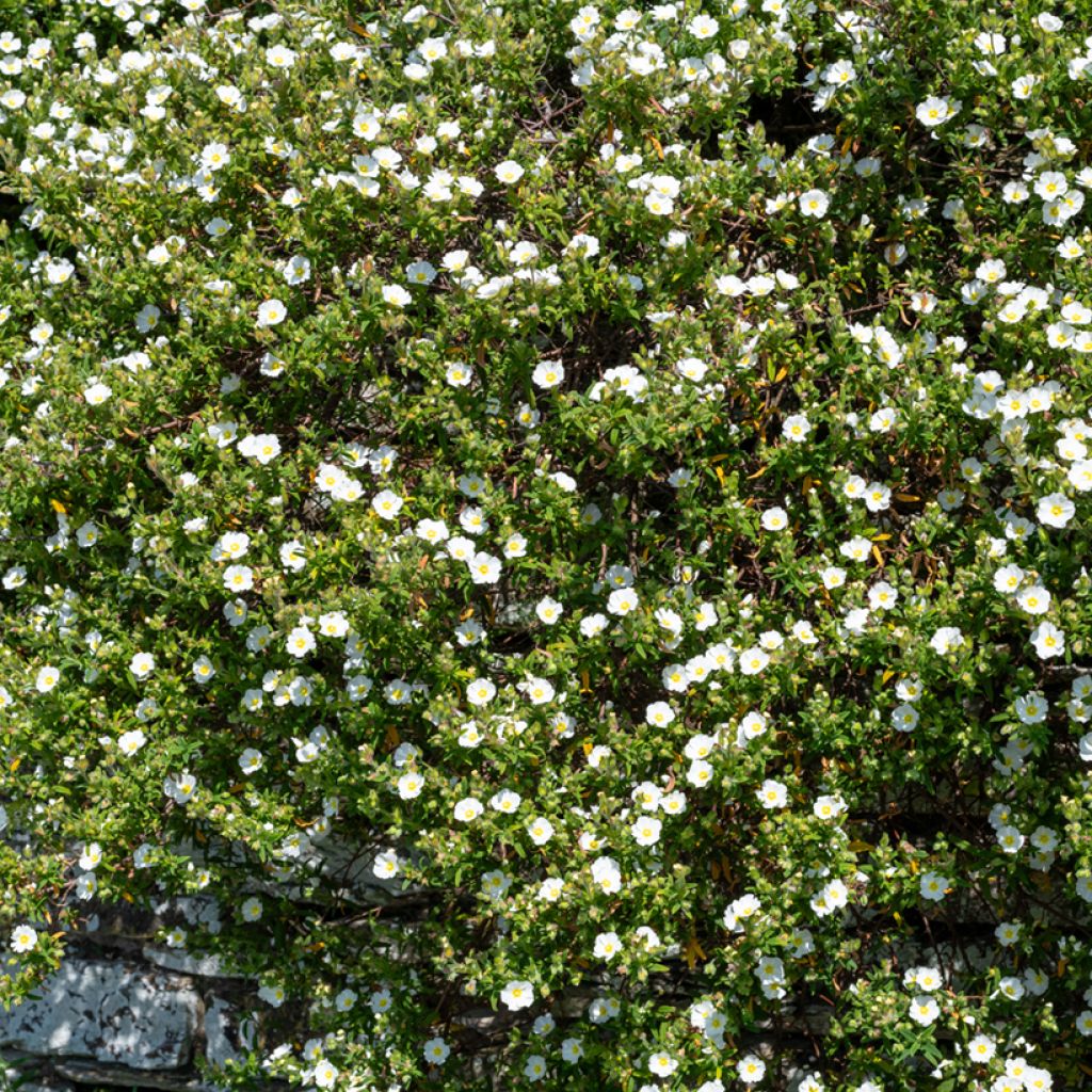 Cistus salviifolius - Rotsroos