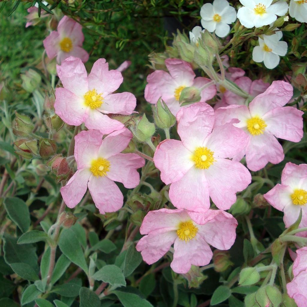 Cistus argenteus Silver Pink - Rotsroos