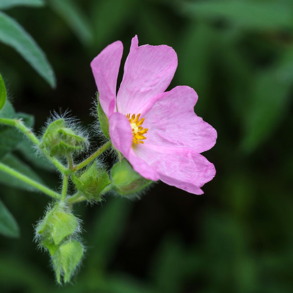 Cistus skanbergii - Rotsroos