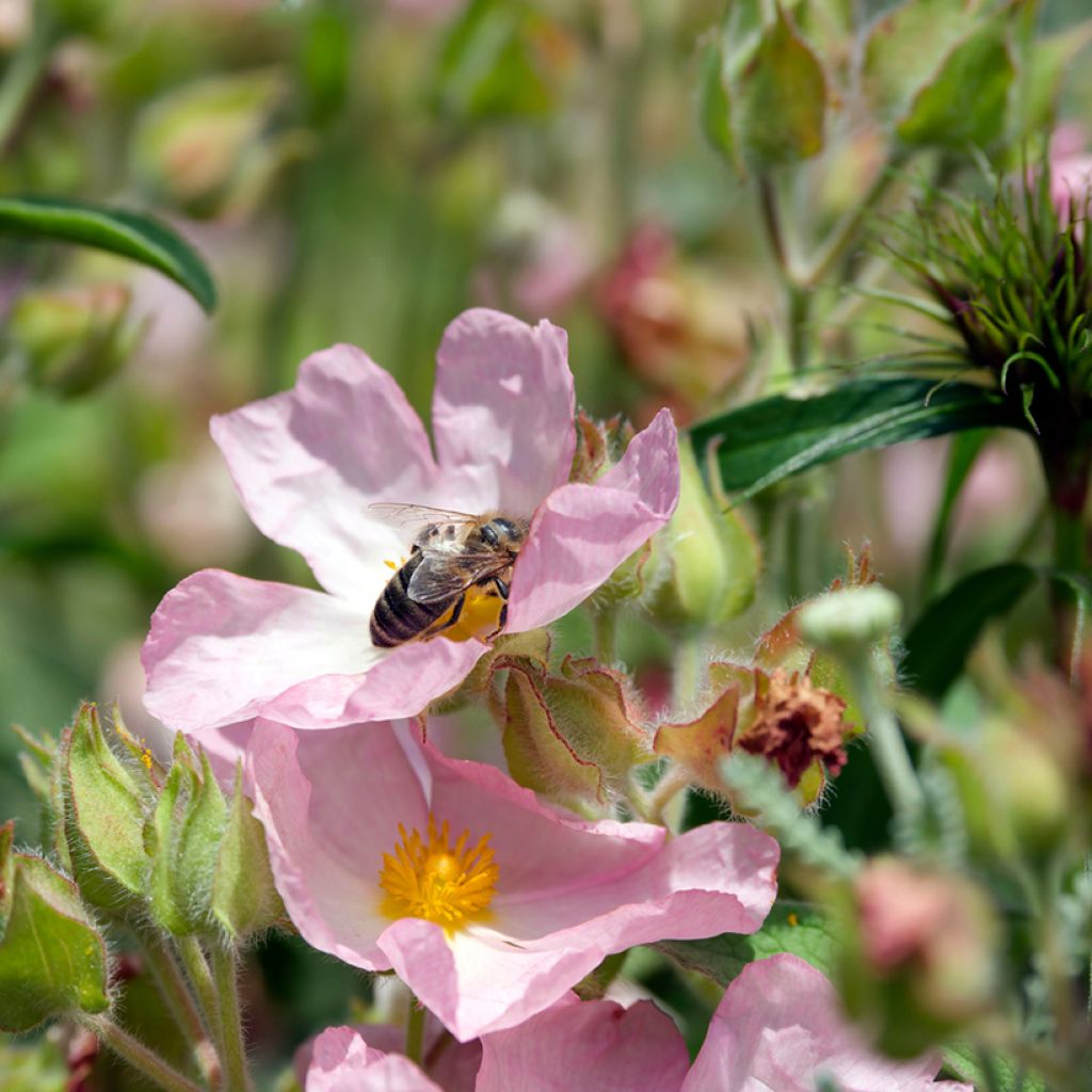Cistus lenis Grayswood Pink - Rotsroos