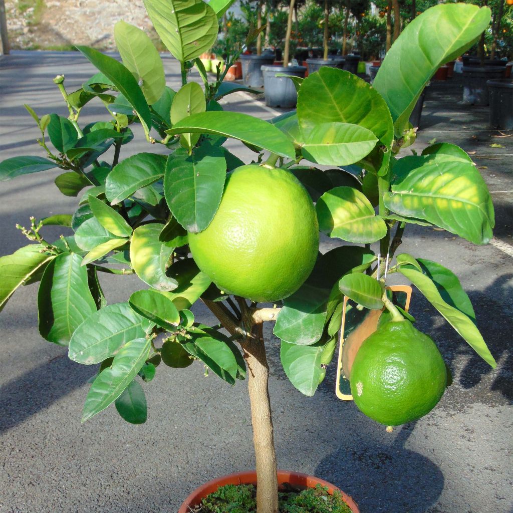 Grapefruit - Citrus × paradisi