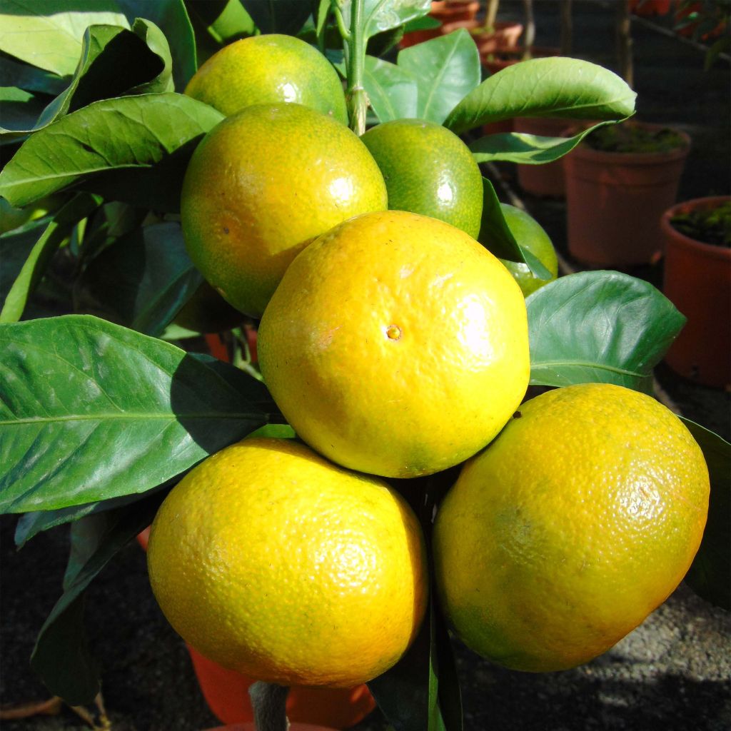 Satsuma mandarijn