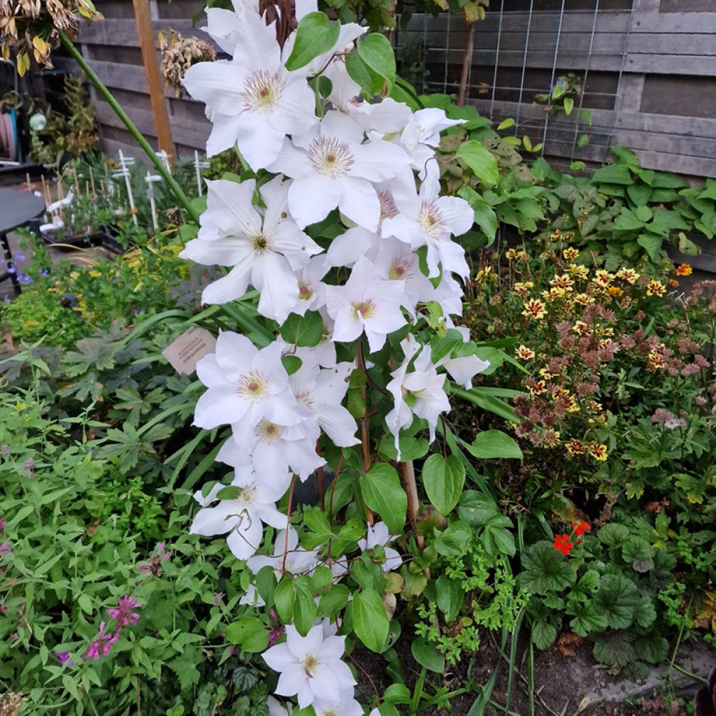 Clematis Guernsey Flute - Grootbloemige bosrank