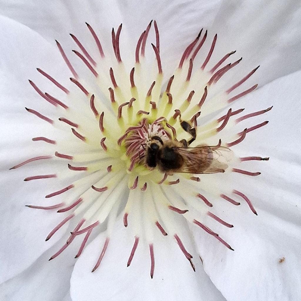 Clematis Guernsey Flute - Grootbloemige bosrank